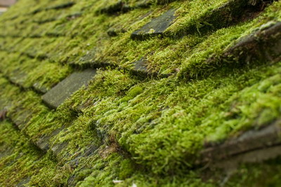 Roof moss removal service in the South East Roof moss removal service in the South East