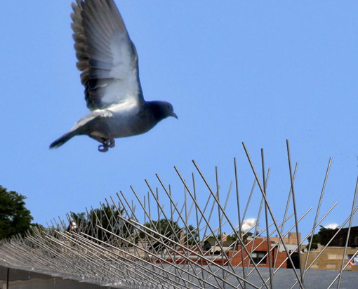 bird protection 2 Bird protection in the South East